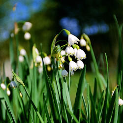 Leucojum aestivum Gravetye Giant - Campanellino d'acqua